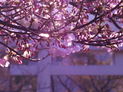 朝の桜