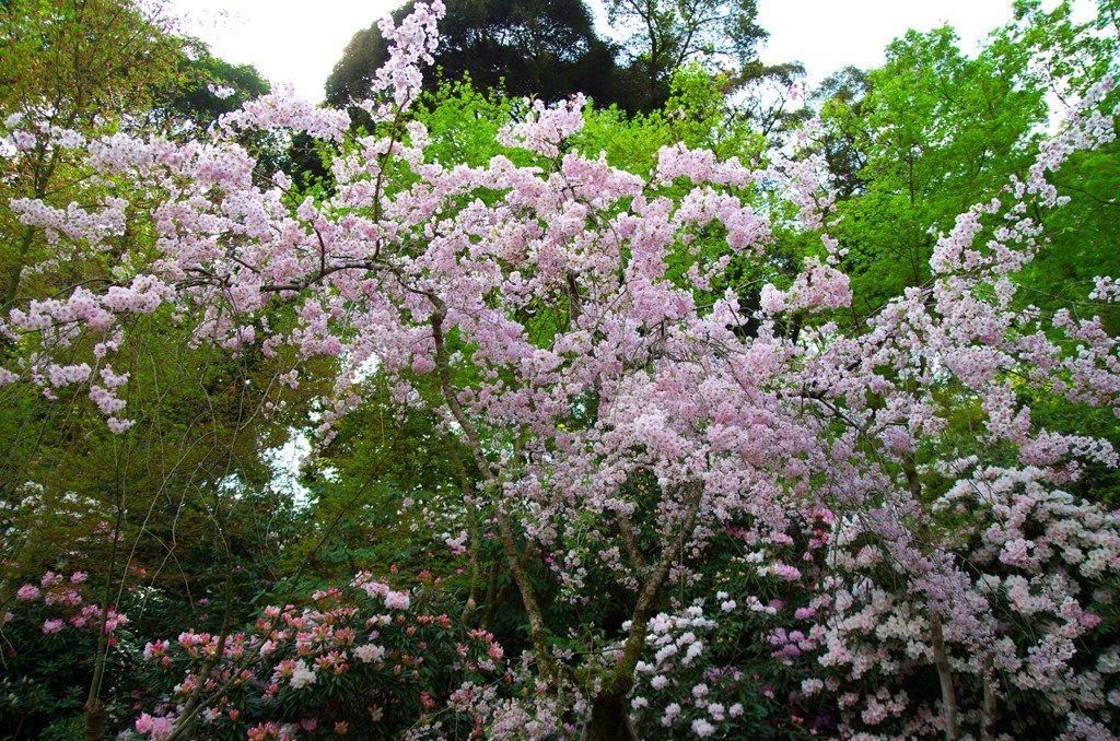 シャクナゲ寺　高野寺　佐賀県武雄市