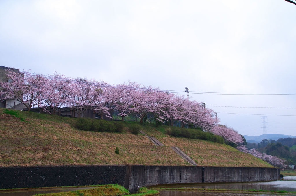 さくら