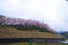 さくら