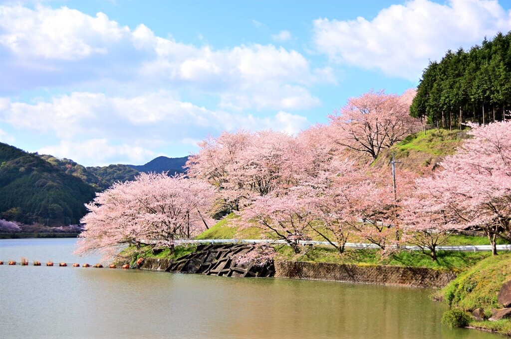 庭木ダムの桜