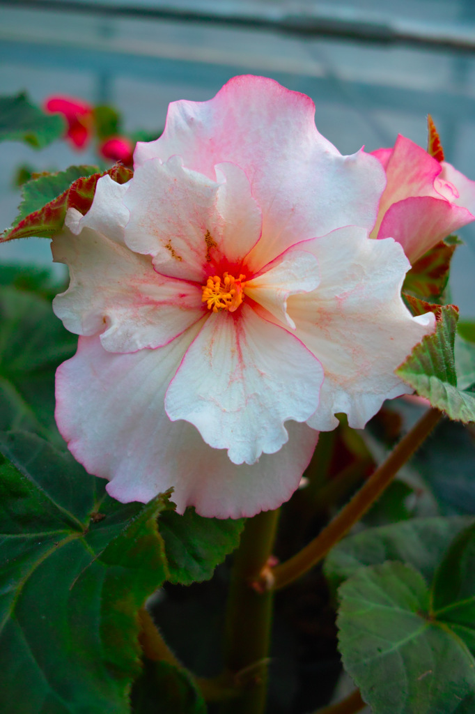 Begonia Garden in PONPOKOMURA