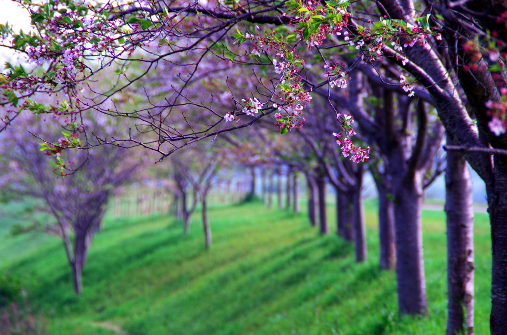 残り桜