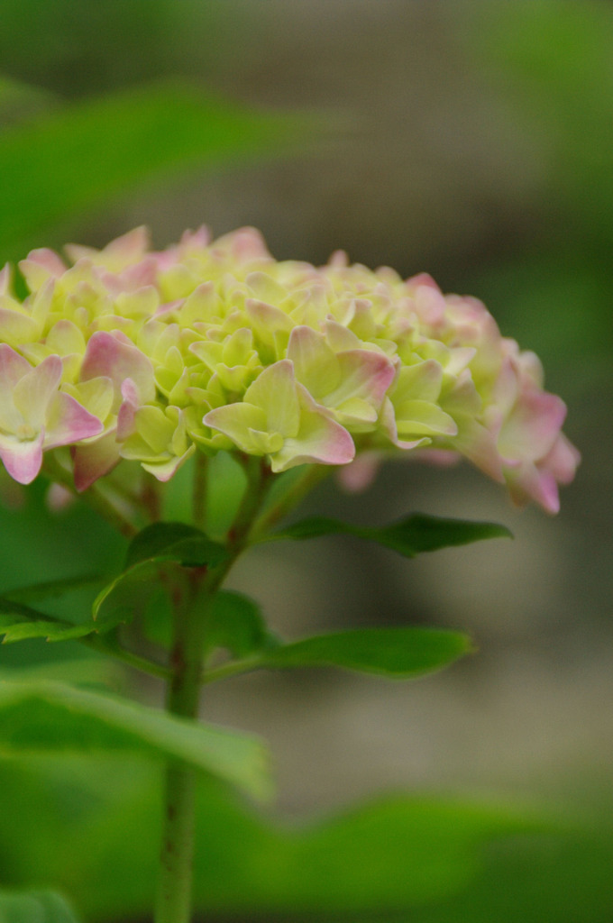 紫陽花（万博公園）