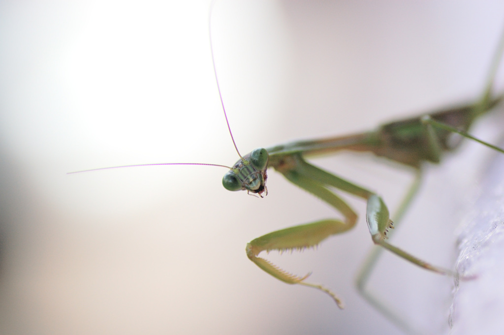 チョウセンカマキリ