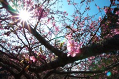 見帰りの滝　河津桜