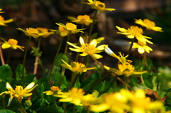 yellow flower
