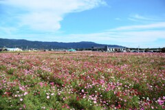 神崎駅北口のコスモス畑