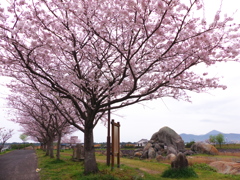 佐用姫岩の桜