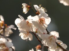 梅の花　鏡神社　2020