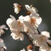 梅の花　鏡神社　2020