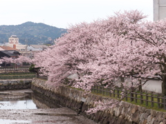 二の門の桜