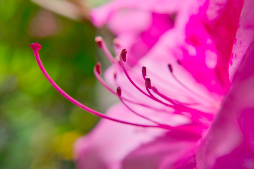 めしべとおしべ