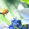 紫陽花とミツバチ