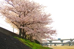 玉島川河口の桜並木