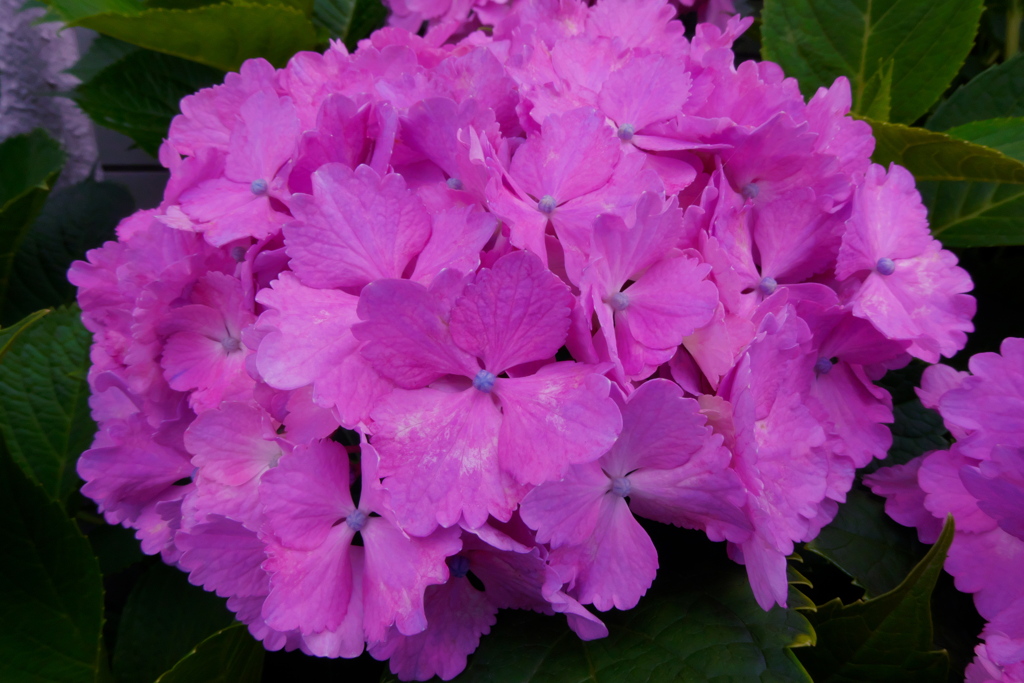 紫陽花