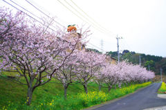 みかん学校の桜並木