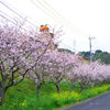 みかん学校の桜並木