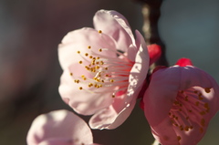 梅の花　2017年