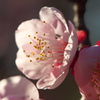 梅の花　2017年