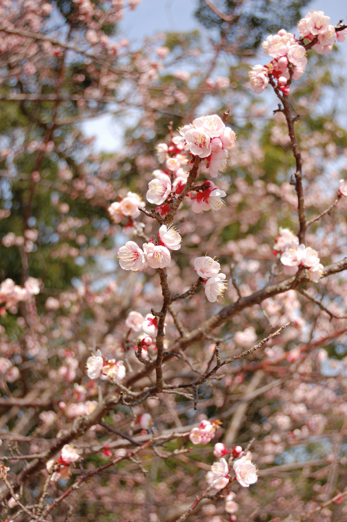 梅の花　鏡神社　2020