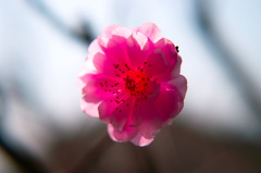 桃の花