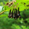 【昆虫マクロに挑戦】クルミハムシのさなぎ