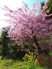 河津桜と菜の花