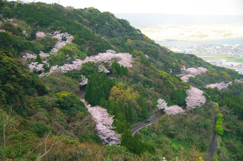 桜の咲く場所　鏡山のサクラロード