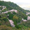 桜の咲く場所　鏡山のサクラロード