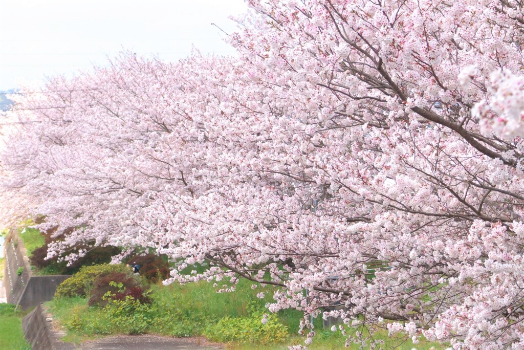 半田川の桜並木