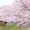 半田川の桜並木