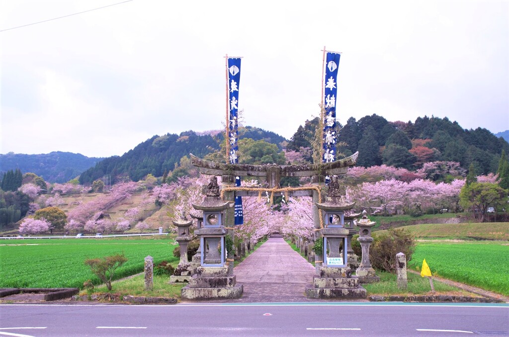 吉浦神社の桜