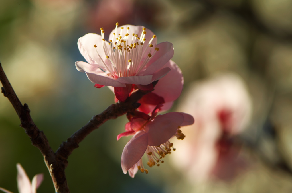 梅の花　2017年