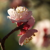 梅の花　2017年