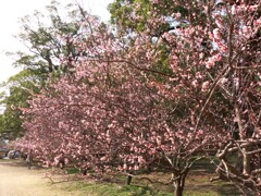 梅の花　鏡神社　2020