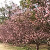 梅の花　鏡神社　2020