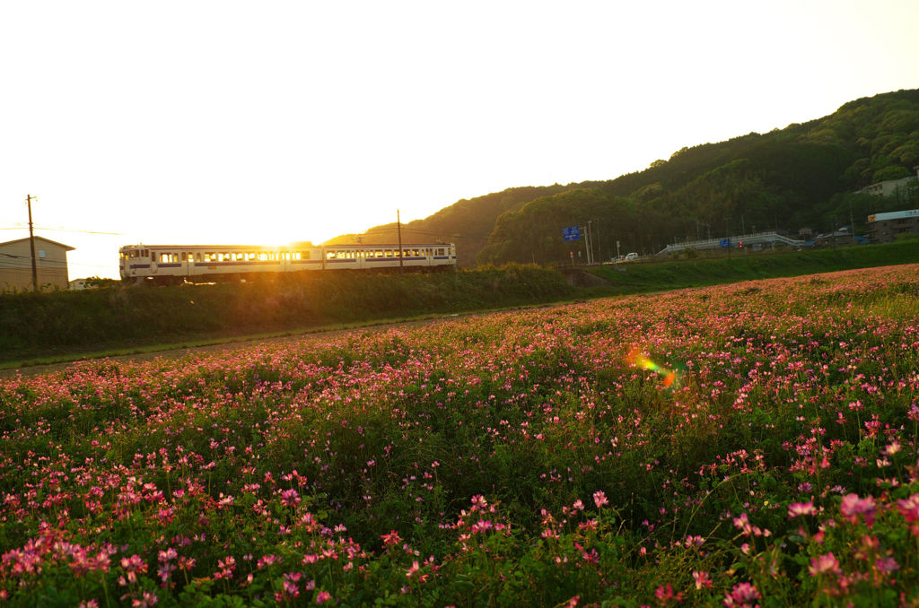 紫雲英と電車