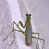 チョウセンカマキリ