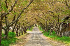 圓應禅寺の桜並木
