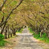 圓應禅寺の桜並木