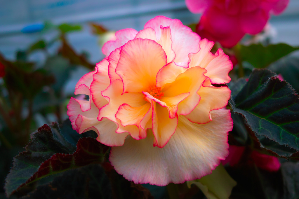 Begonia Garden in PONPOKOMURA