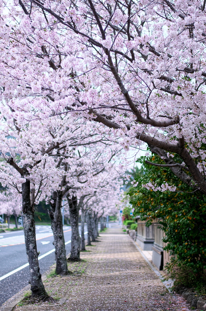 西唐津駅前の桜並木