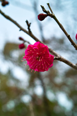 梅の花　2016