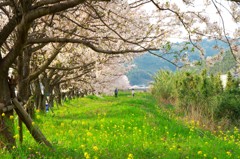 玉島川河口の桜並木