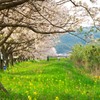 玉島川河口の桜並木