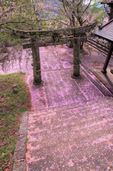 吉浦神社の桜