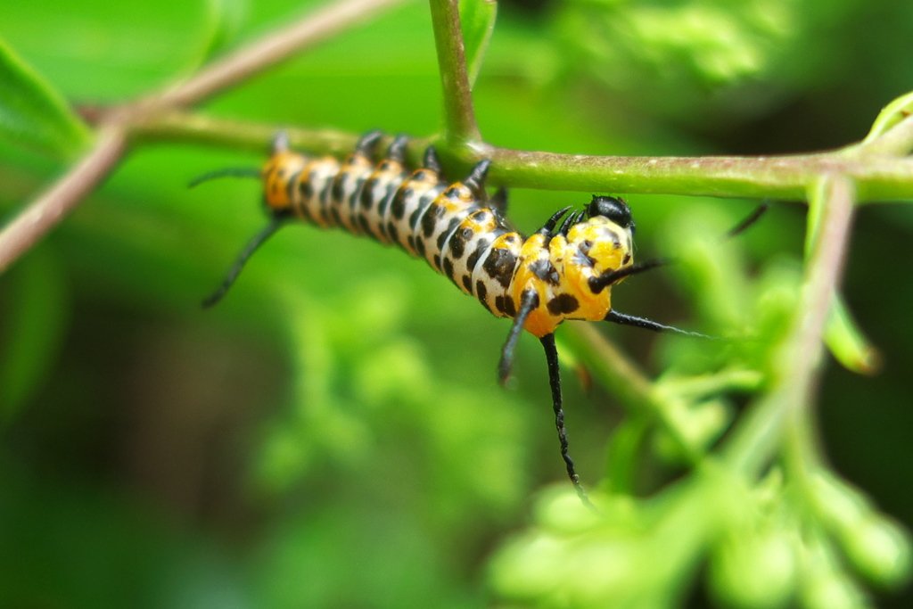 【昆虫マクロに挑戦】イボタガの幼虫