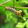 【昆虫マクロに挑戦】イボタガの幼虫