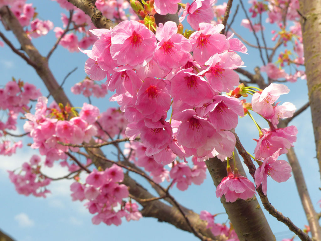ピンク桜